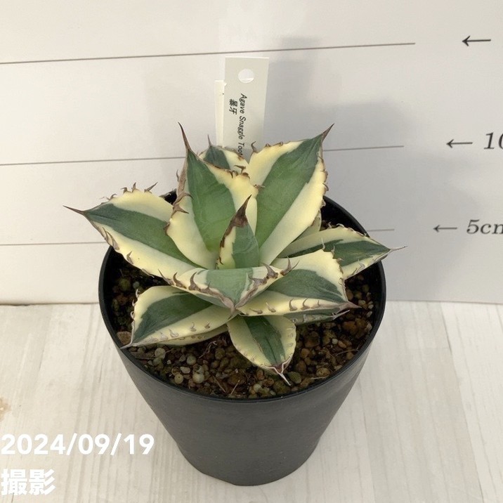 現品お届け】アガベ 4号 暴牙（A14）｜観葉01-D1 | 観葉・多肉