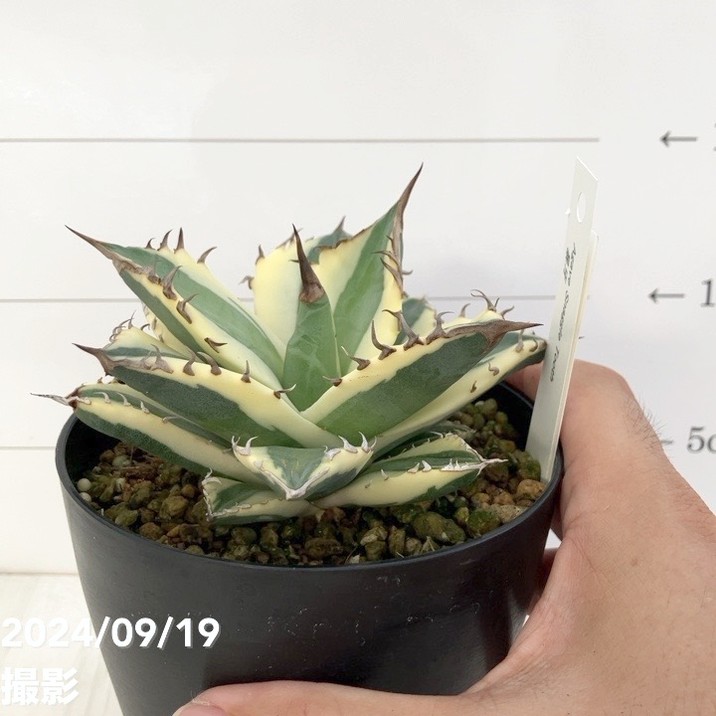 現品お届け】アガベ 4号 暴牙（A14）｜観葉01-D1 | 観葉・多肉,アガベ