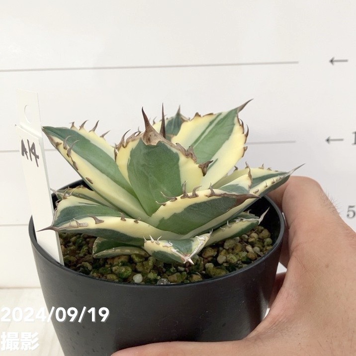 現品お届け】アガベ 4号 暴牙（A14）｜観葉01-D1 | 観葉・多肉,アガベ