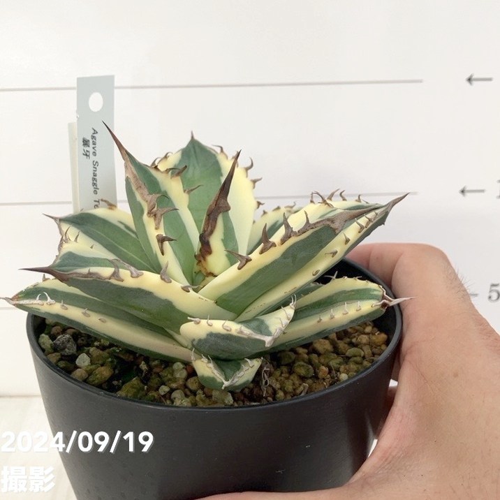 現品お届け】アガベ 4号 暴牙（A14）｜観葉01-D1 | 観葉・多肉,アガベ
