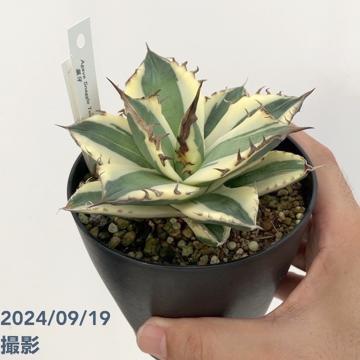 現品お届け】アガベ 4号 暴牙（A14）｜観葉01-D1 | 観葉・多肉,アガベ