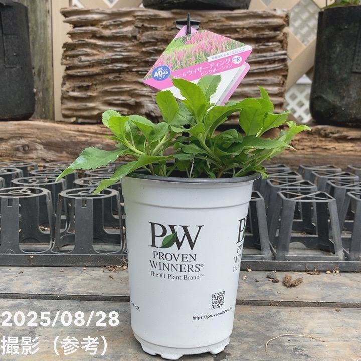 PW ベロニカ ウィザーディング ピンクポーション 11cmロングポット×2鉢