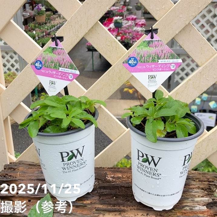 PW ベロニカ ウィザーディング ピンクポーション 11cmロングポット×2鉢