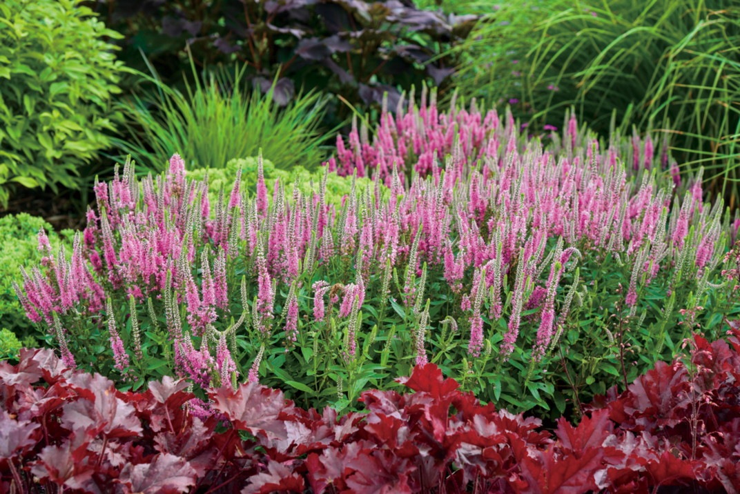 PW ベロニカ ウィザーディング ピンクポーション 11cmロングポット×2鉢