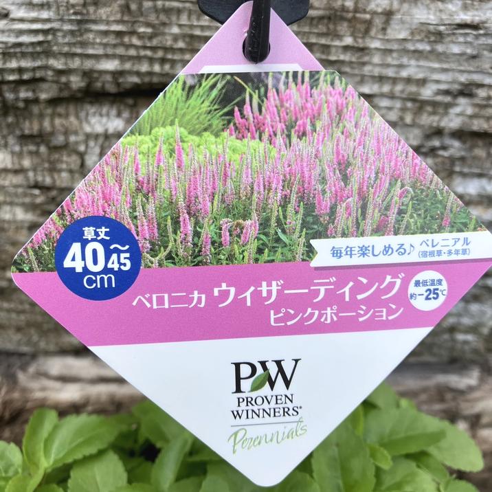 PW ベロニカ ウィザーディング ピンクポーション 11cmロングポット×2鉢