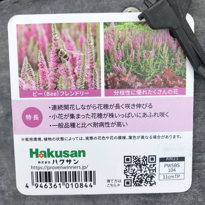 PW ベロニカ ウィザーディング ピンクポーション 11cmロングポット×2鉢