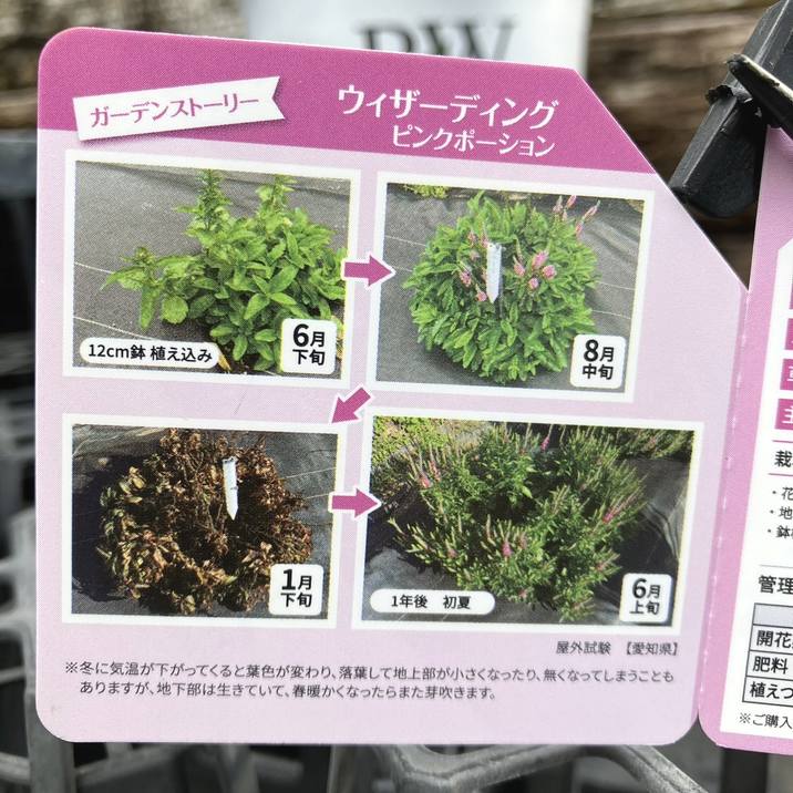 PW ベロニカ ウィザーディング ピンクポーション 11cmロングポット×2鉢