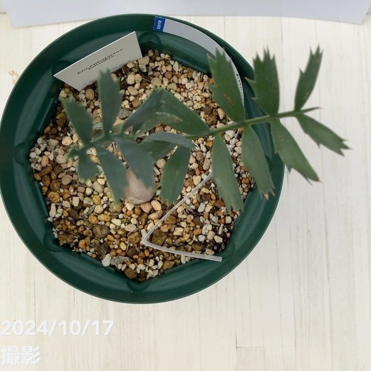 激レア！現品お届け】エンセファラルトス ホリダス（ヒメオニソテツ