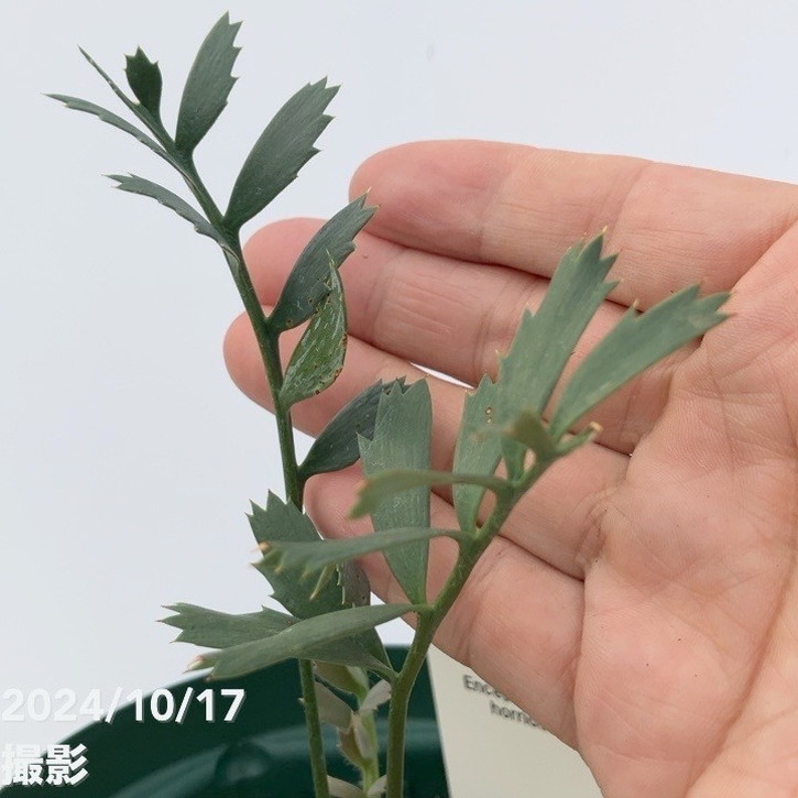 激レア！現品お届け】エンセファラルトス ホリダス（ヒメオニソテツ