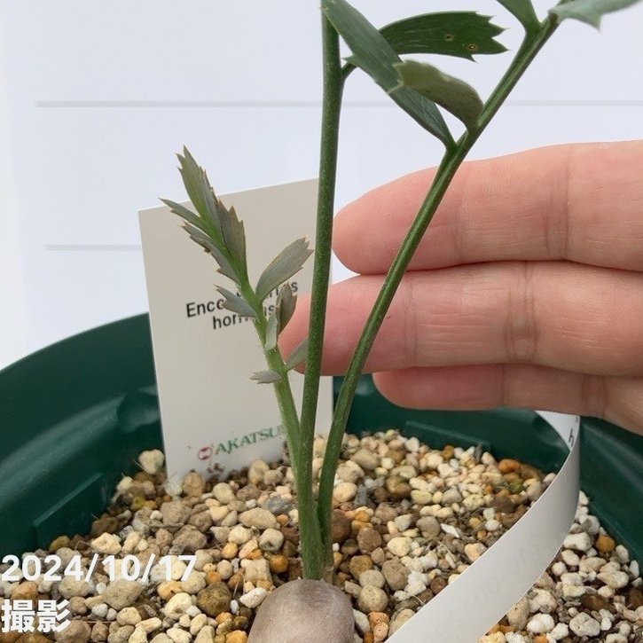 激レア！現品お届け】エンセファラルトス ホリダス（ヒメオニソテツ