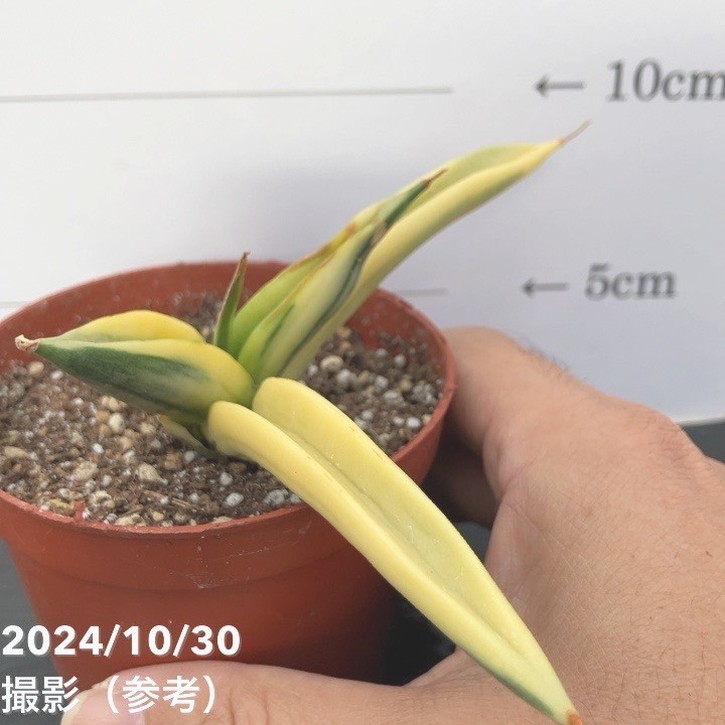 期間限定10％OFF！】【現品お届け】サンスベリア 3号 パテンス 斑入り