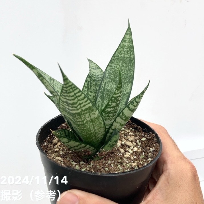 サンスベリア 3.5号 エーレンデル Ehrendel（子株）｜観葉02-D2 | 観葉