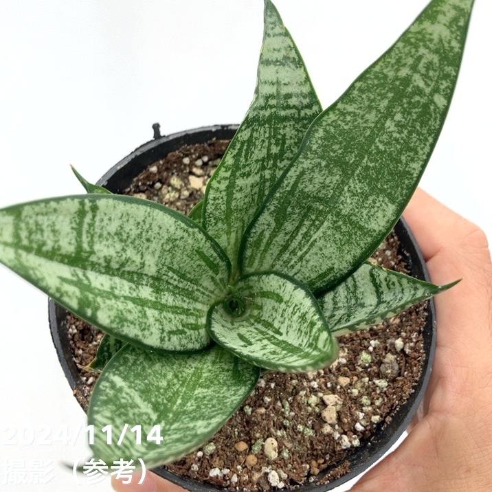 サンスベリア 3.5号 エーレンデル Ehrendel（子株）｜観葉02-D2 | 観葉