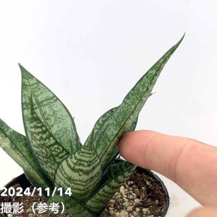 サンスベリア 3.5号 エーレンデル Ehrendel（子株）｜観葉02-D2 | 観葉