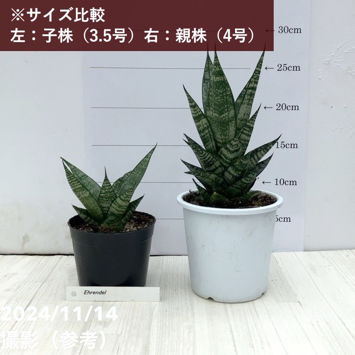 サンスベリア 3.5号 エーレンデル Ehrendel（子株）｜観葉02-D2 | 観葉