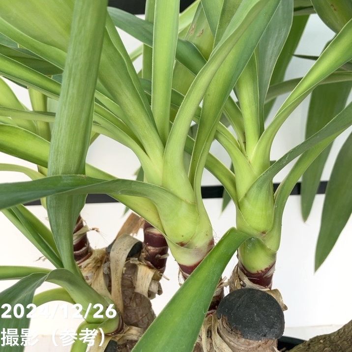 限定3鉢】ユッカ 9号 エレファンティペス（Yucca elephantipes