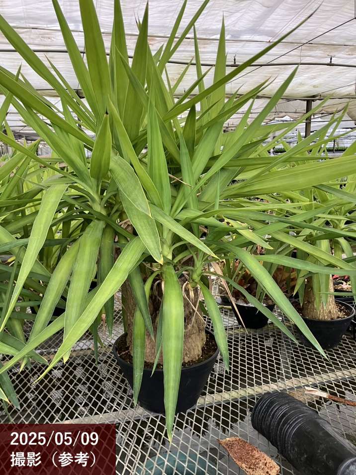 限定3鉢】ユッカ 9号 エレファンティペス（Yucca elephantipes