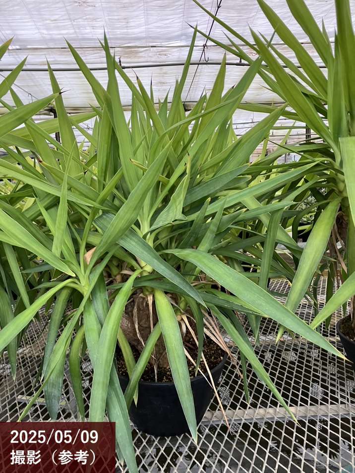 限定3鉢】ユッカ 9号 エレファンティペス（Yucca elephantipes