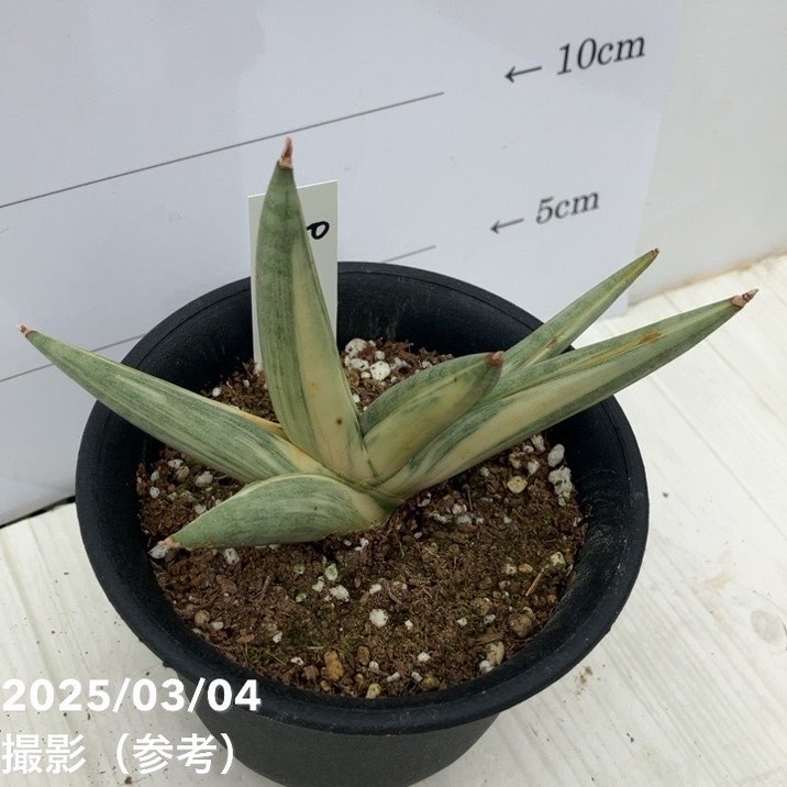 サンスベリア ユキオンナ Sansevieria Yuki Onna サンセベリア 雪女(ユキオンナ) 「Sansevieria Yuki Onna」24F