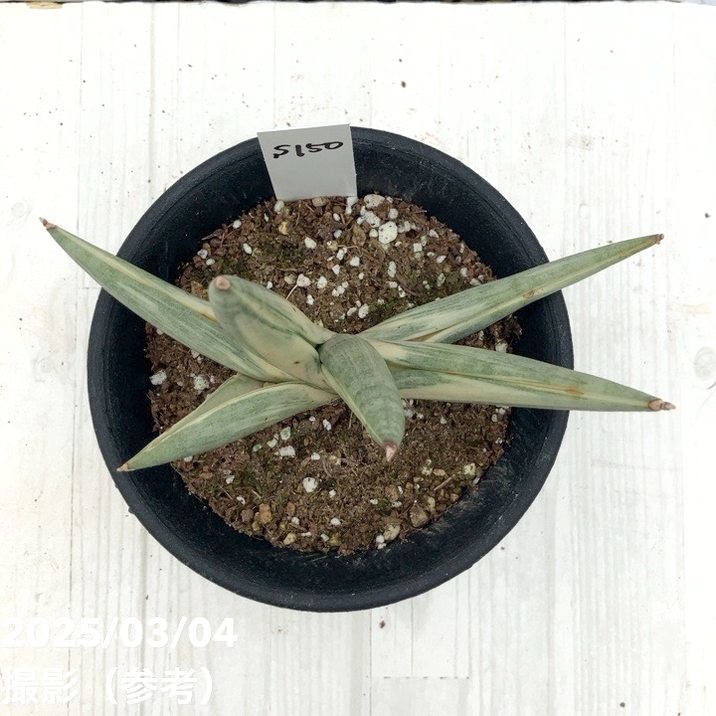 サンスベリア ユキオンナ ② サンセベリア sansevieria サンセベリア 雪女(ユキオンナ) 「Sansevieria Yuki Onna」24F | S