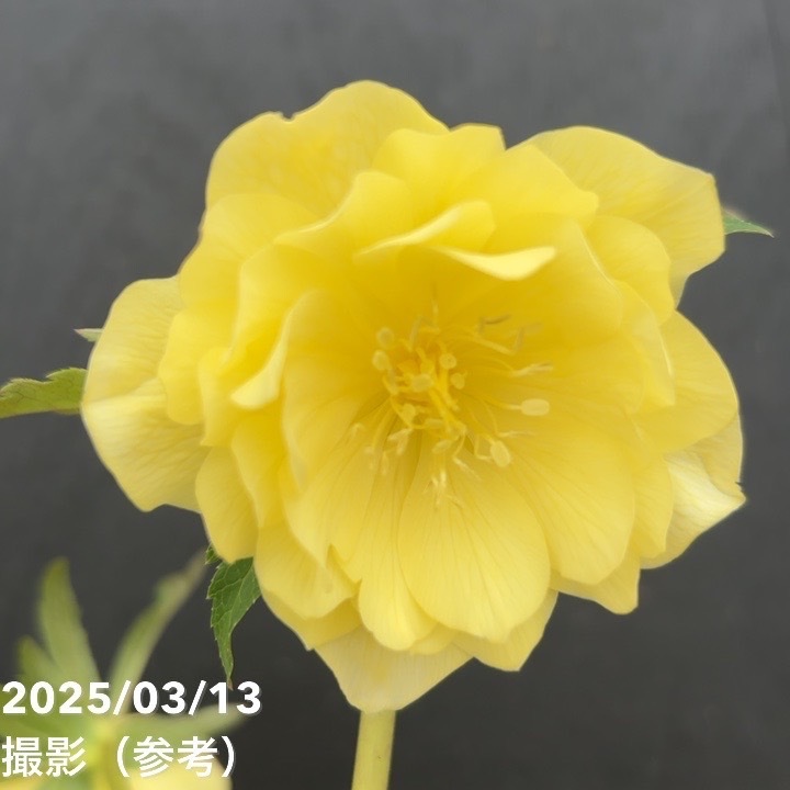 【一点物】広瀬園芸 クリスマスローズ 4.5号(HR55)|山野04-PA