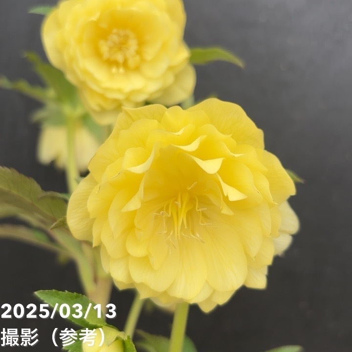 【一点物】広瀬園芸 クリスマスローズ 4.5号(HR55)|山野04-PA