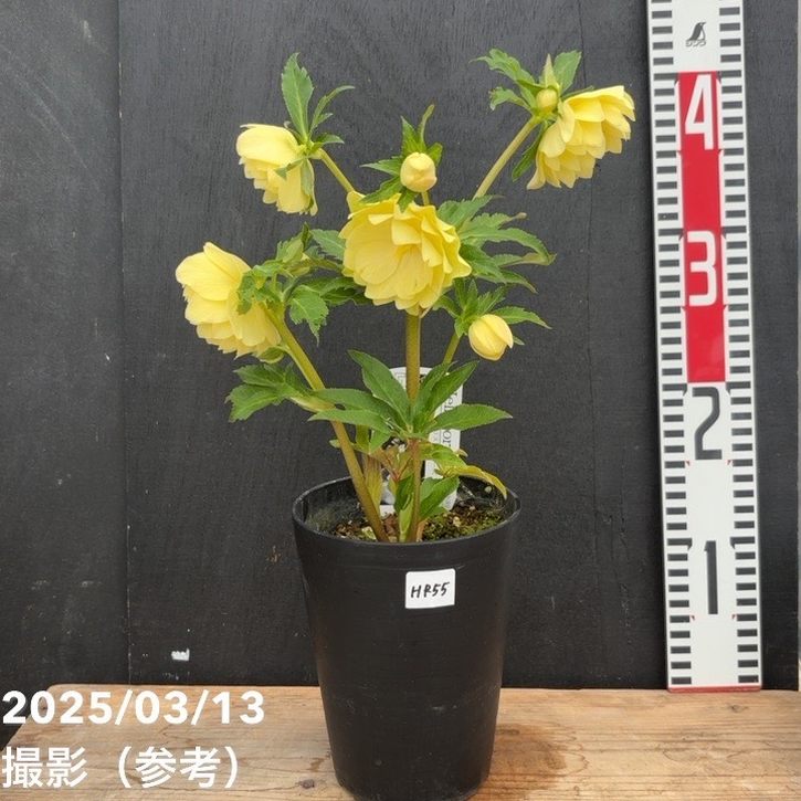 【一点物】広瀬園芸 クリスマスローズ 4.5号(HR55)|山野04-PA