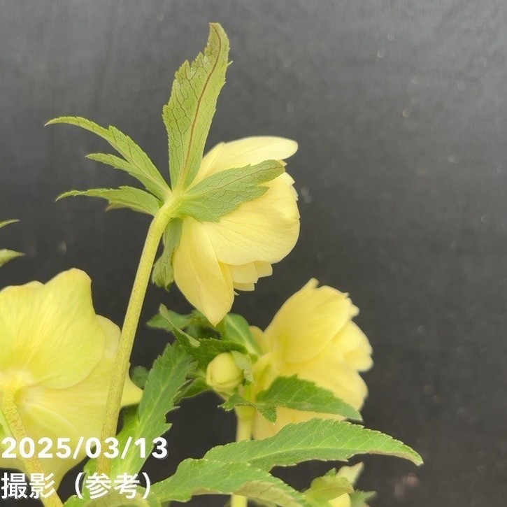 【一点物】広瀬園芸 クリスマスローズ 4.5号(HR55)|山野04-PA