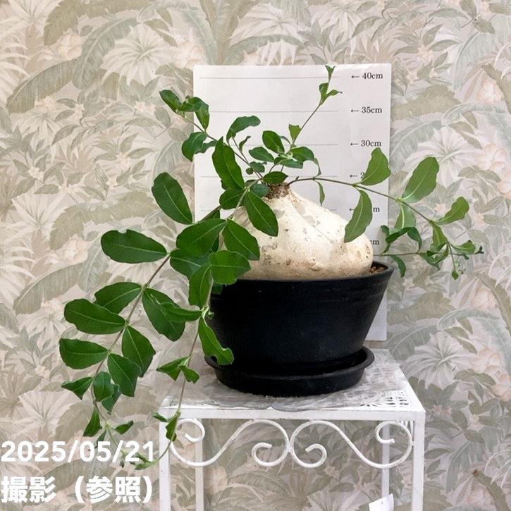 ラフィオナクメ・プロクンベンス 4884「塊根植物」ラフィオナクメ