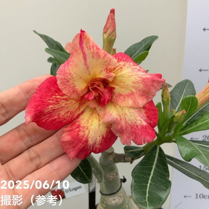 アデニウム オベスム 4号 Logan(11)|観葉01-D1