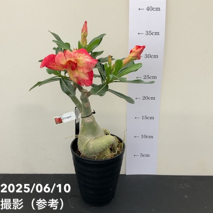 アデニウム オベスム 4号 Logan(11)|観葉01-D1