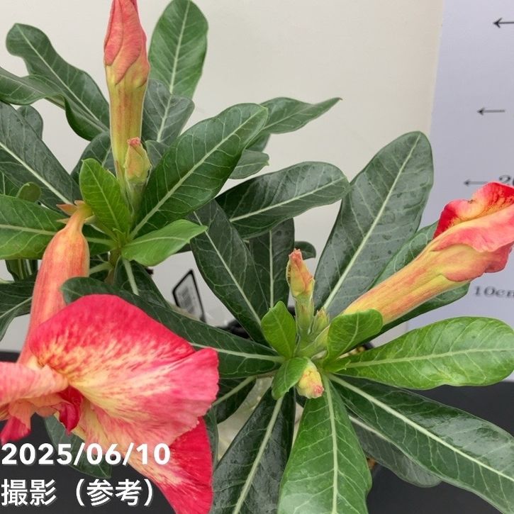 アデニウム オベスム 4号 Logan(11)|観葉01-D1