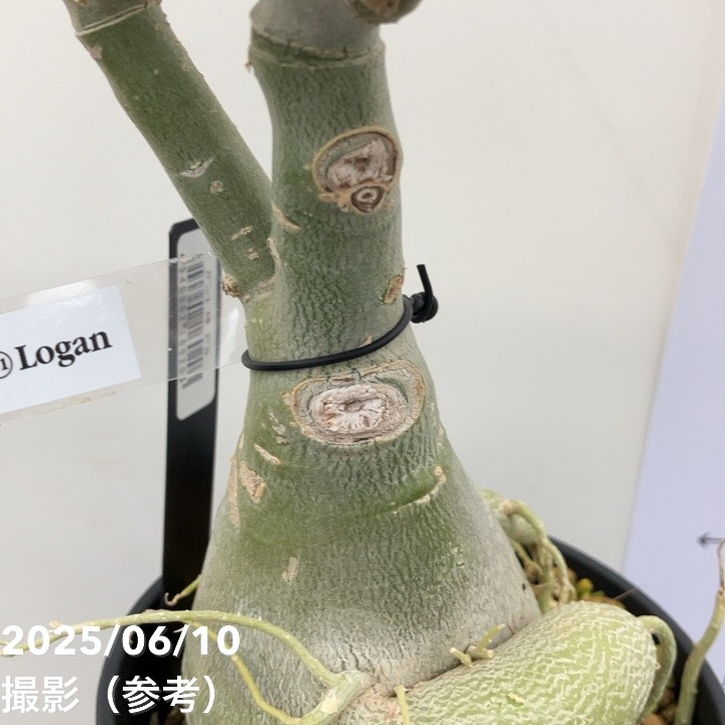 アデニウム オベスム 4号 Logan(11)|観葉01-D1