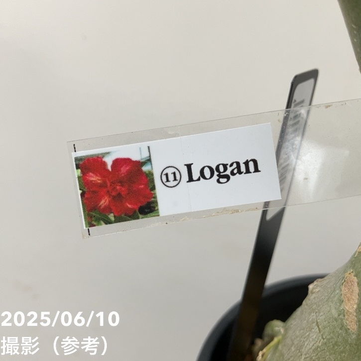 アデニウム オベスム 4号 Logan(11)|観葉01-D1