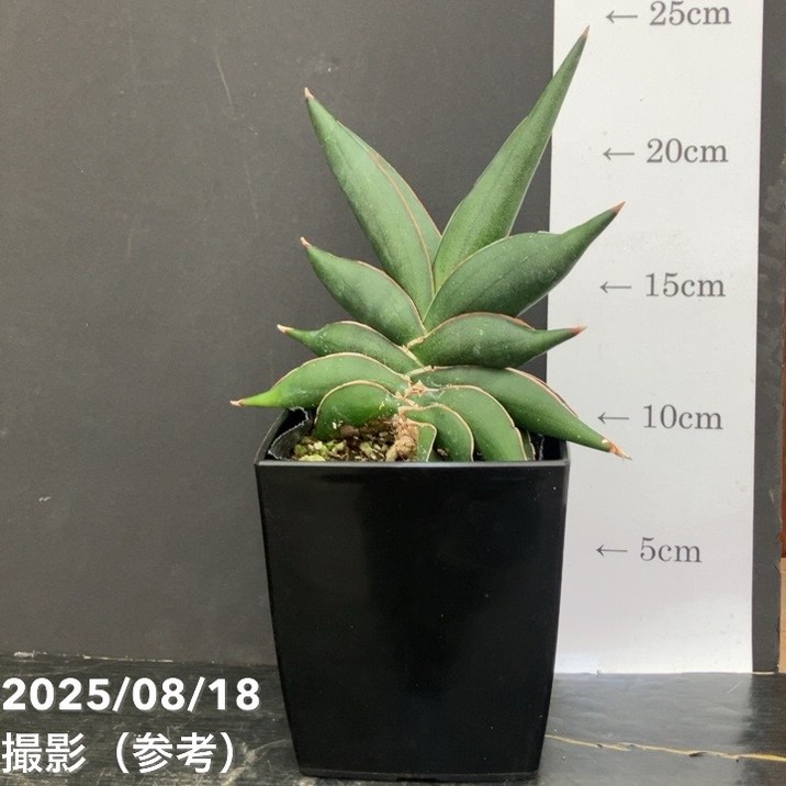 サンスベリア 4号 サワディー Sawasdee 角プラ鉢仕様｜観葉02-D2