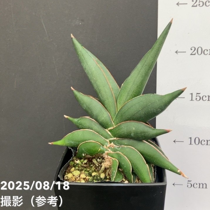 サンスベリア 4号 サワディー Sawasdee 角プラ鉢仕様｜観葉02-D2