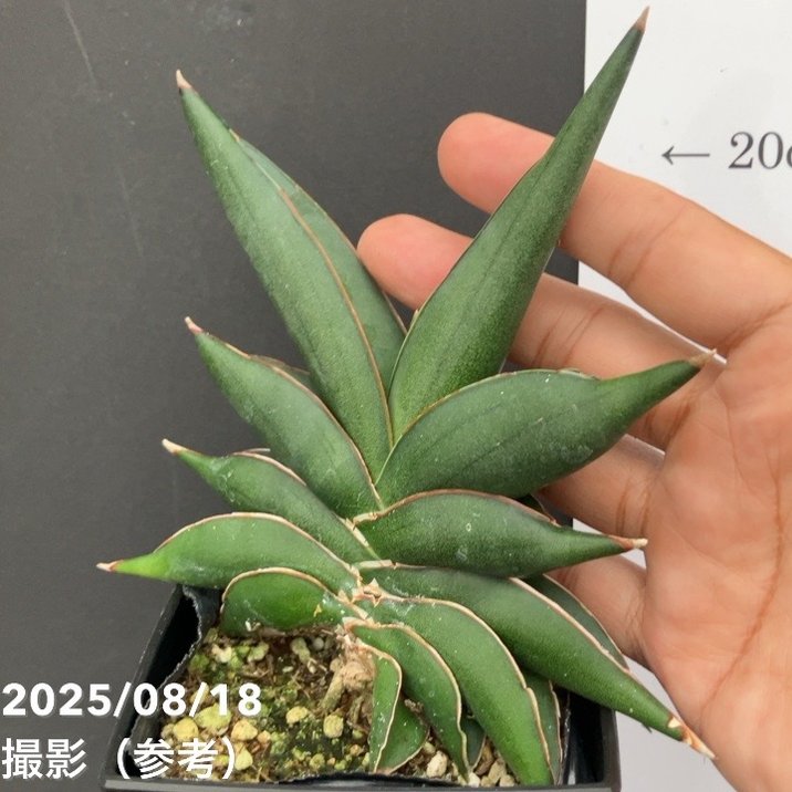 サンスベリア 4号 サワディー Sawasdee 角プラ鉢仕様｜観葉02-D2