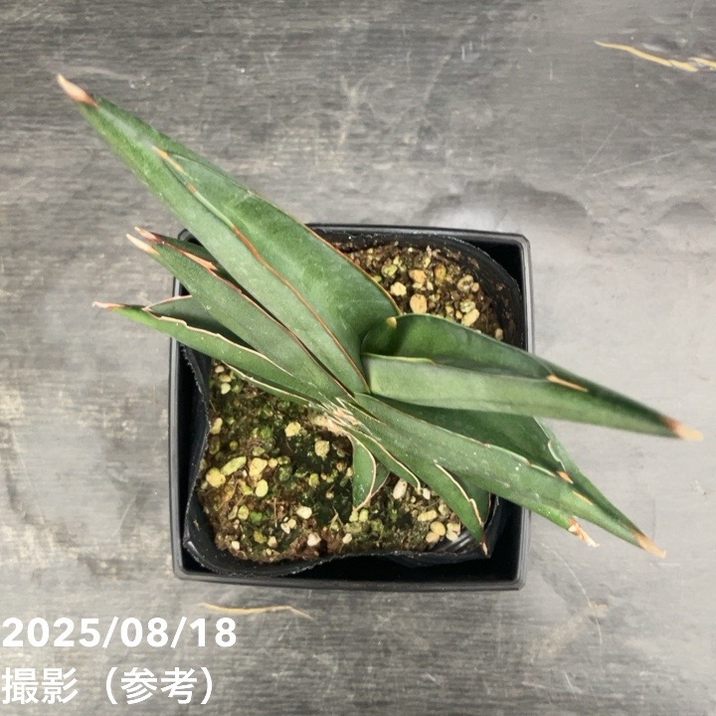 サンスベリア 4号 サワディー Sawasdee 角プラ鉢仕様｜観葉02-D2