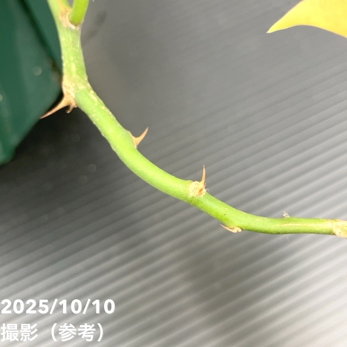 斑入り遺伝子あり　DDソレイユセルフ　即購入不可！ 楽天市場】【一点もの】斑入りアオキ サルフレア 10号 1.2m(鉢底から