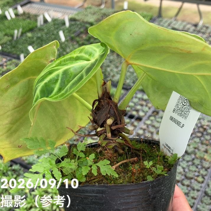 お買い得！】【現品お届け】アンスリウム ドラヤキ 3号（4）｜観葉10
