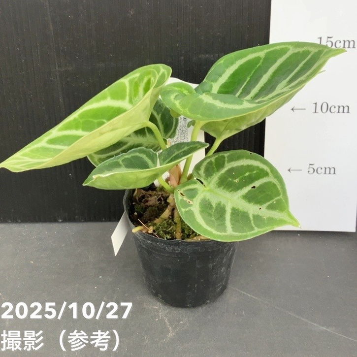 現品お届け】アンスリウム ドラヤキ 3号（4）｜観葉10-TU | 観葉・多肉