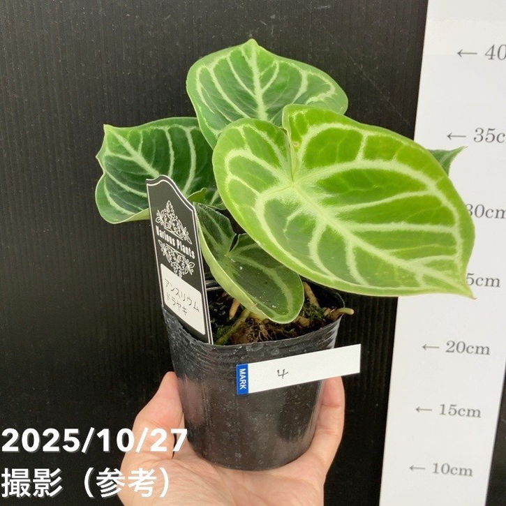 現品お届け】アンスリウム ドラヤキ 3号（4）｜観葉10-TU | 観葉・多肉