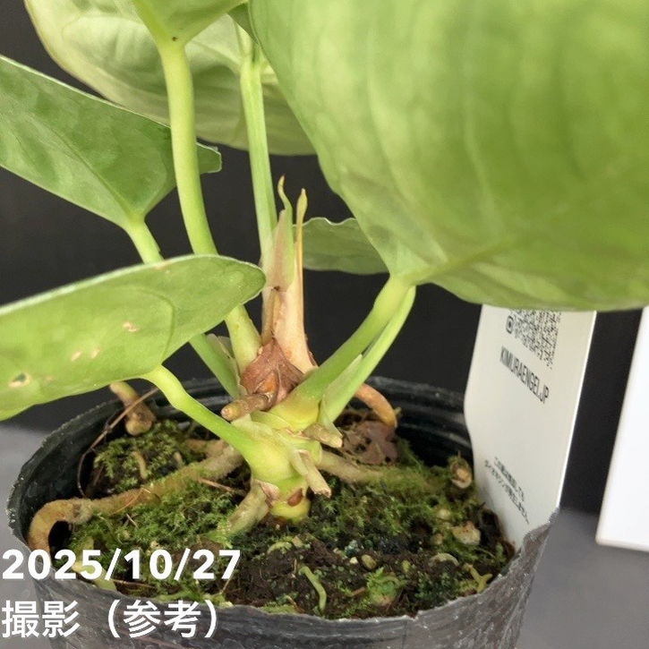 現品お届け】アンスリウム ドラヤキ 3号（4）｜観葉10-TU | 観葉・多肉