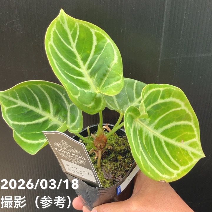 現品お届け】アンスリウム ドラヤキ 3号（4）｜観葉10-TU | 観葉・多肉