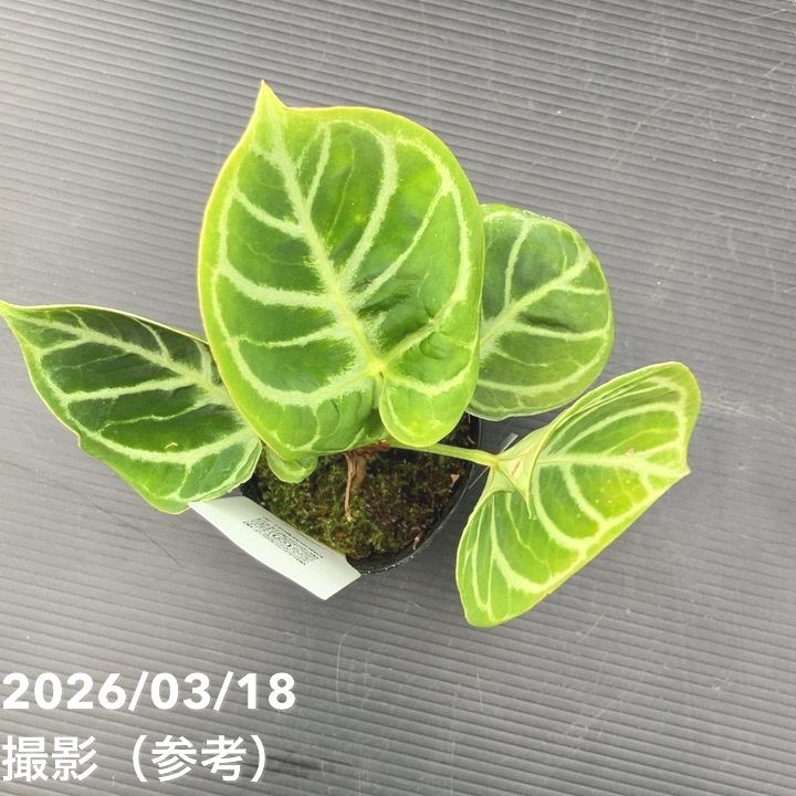 現品お届け】アンスリウム ドラヤキ 3号（4）｜観葉10-TU | 観葉・多肉