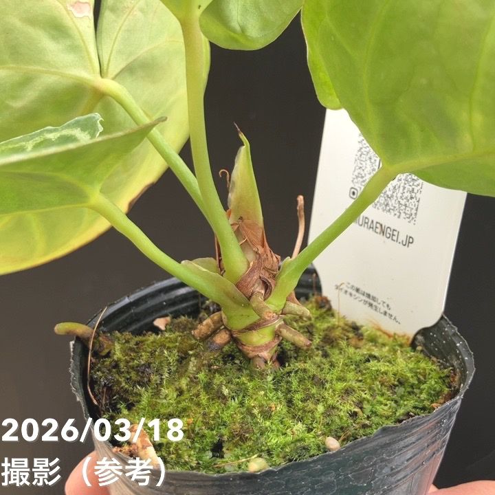現品お届け】アンスリウム ドラヤキ 3号（4）｜観葉10-TU | 観葉・多肉