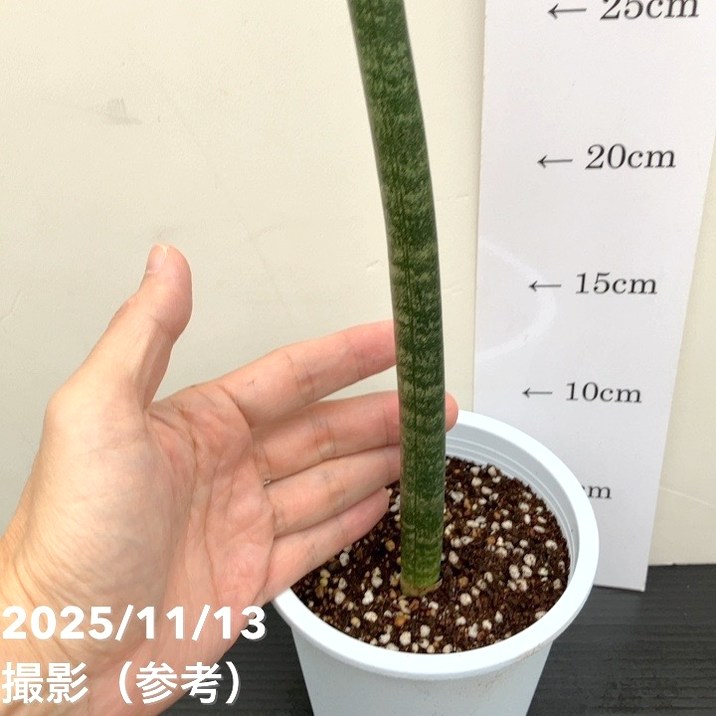 サンスベリア 4号 スタッキー プラ鉢仕様｜観葉02-D2 | 観葉・多肉