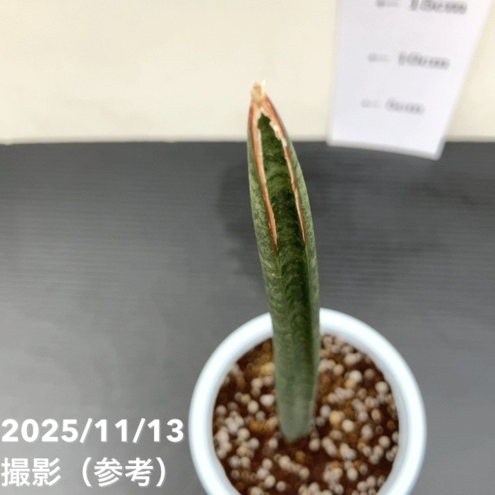 サンスベリア 4号 スタッキー プラ鉢仕様｜観葉02-D2 | 観葉・多肉