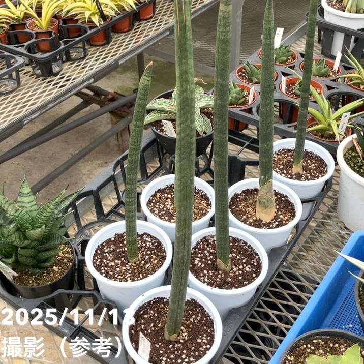 サンスベリア 4号 スタッキー プラ鉢仕様｜観葉02-D2 | 観葉・多肉