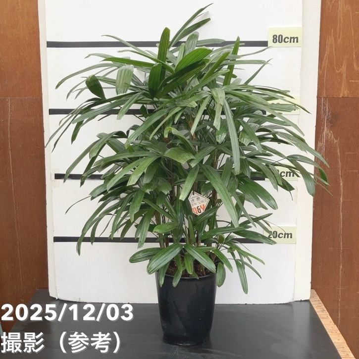 現品お届け】観音竹 7号｜観葉10-TU | 観葉・多肉 | 赤塚植物園